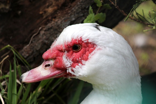 球市场的不 球市场的不